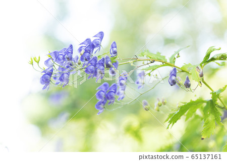 zo野鈴蘭丘陵公園埃佐烏頭 zo野鈴蘭丘陵公園埃佐烏頭 65137161