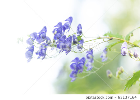 Ezo aconite, Takino Suzuran Hillside Park 65137164