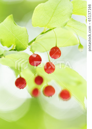 Akshiba Sapporo 65137166