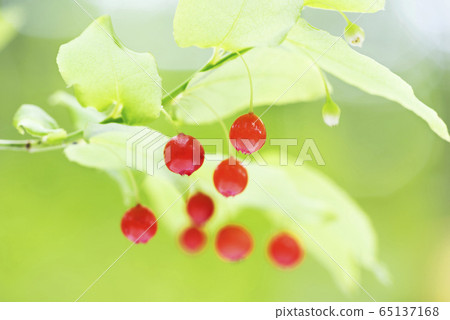 Akshiba Sapporo 65137168