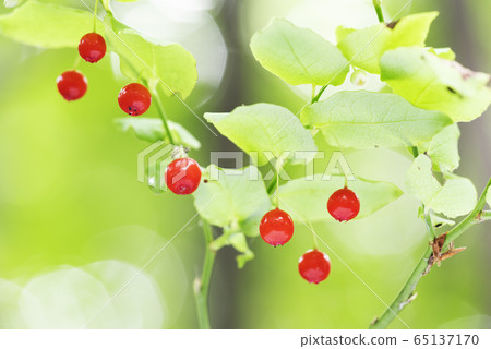 Akshiba Sapporo 65137170