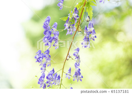 zo野鈴蘭丘陵公園埃佐烏頭 zo野鈴蘭丘陵公園埃佐烏頭 65137181