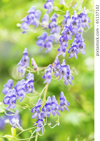 zo野鈴蘭丘陵公園埃佐烏頭 zo野鈴蘭丘陵公園埃佐烏頭 65137182