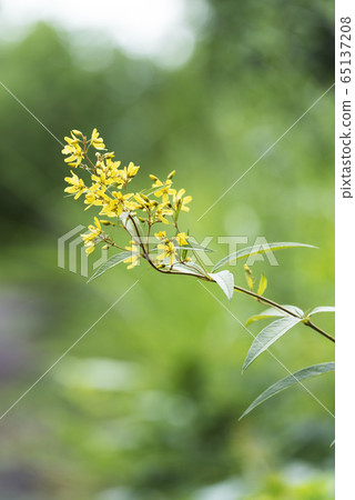 Kusare Dama Tomakomai City 65137208