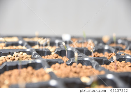 Bristle corn pine (Pinus longaeva) germination Bristle corn pine (Pinus longaeva) germination 65137222