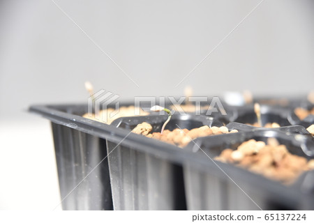 Bristle corn pine (Pinus longaeva) germination Bristle corn pine (Pinus longaeva) germination 65137224