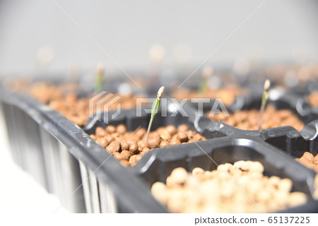 Bristle corn pine (Pinus longaeva) germination 65137225