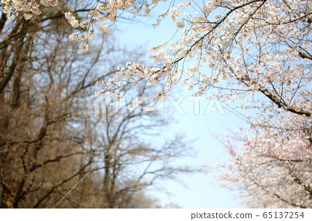Beautiful scenery with cherry blossoms Beautiful scenery with cherry blossoms 65137254