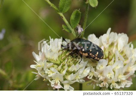 White clover and Core red beetle White clover and Core red beetle 65137320