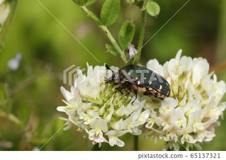White clover and Core red beetle White clover and Core red beetle 65137321