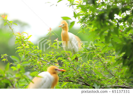羅東林業文化園區 黃頭鷺 65137331