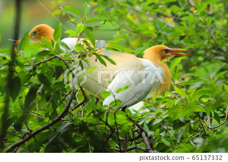 羅東林業文化園區 黃頭鷺 65137332