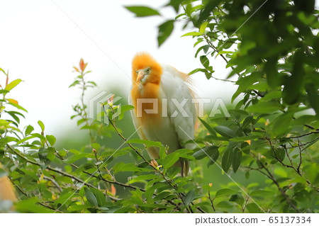 羅東林業文化園區 黃頭鷺 65137334