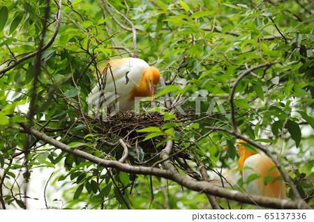 羅東林業文化園區 黃頭鷺 65137336