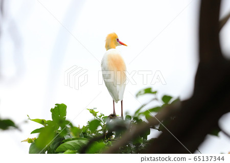 羅東林業文化園區 黃頭鷺 羅東林業文化園區 黃頭鷺 65137344
