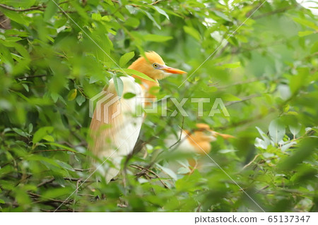 羅東林業文化園區 黃頭鷺 65137347