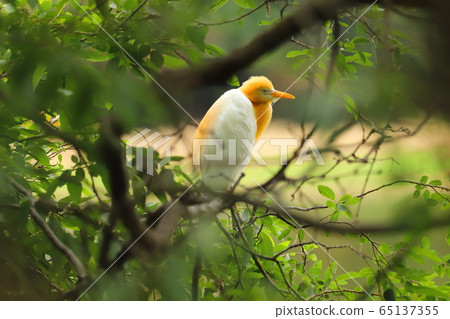 羅東林業文化園區 黃頭鷺 65137355