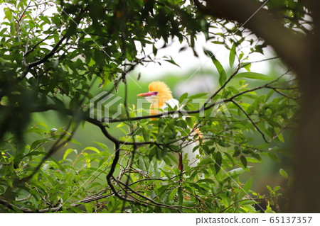 羅東林業文化園區 黃頭鷺 65137357