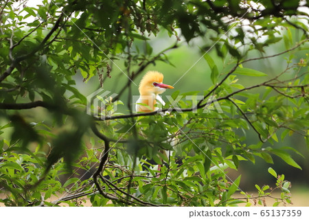 羅東林業文化園區 黃頭鷺 65137359