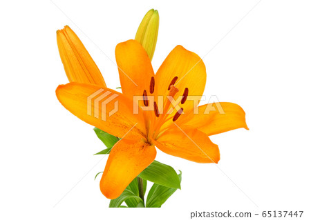 Lily (depth synthesis) Lily (depth synthesis) 65137447