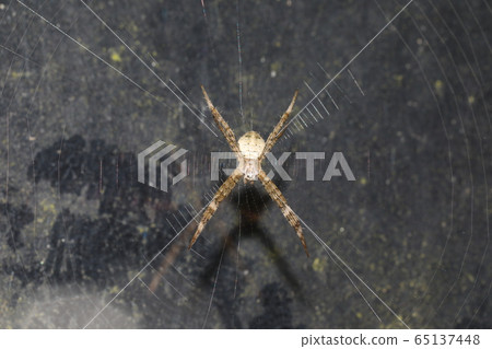 Cogalatidae Cogalatidae 65137448