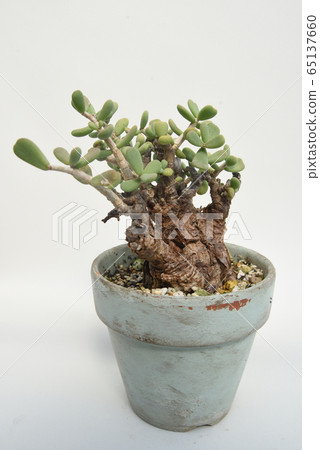 Ceraria pygmaea 65137660