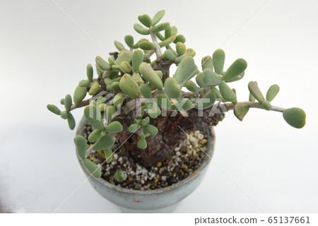 Ceraria pygmaea Ceraria pygmaea 65137661