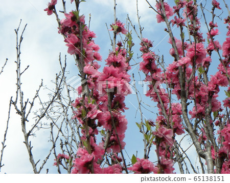 Beautiful and luxurious peach blossom flowers Beautiful and luxurious peach blossom flowers 65138151