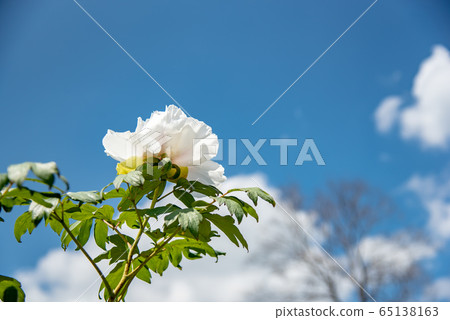 三重縣稻部農業公園Botanen Shirotan 三重縣稻部農業公園Botanen Shirotan 65138163