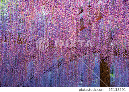 Aichi Prefecture Tsushima Fujitana Light Up 65138291