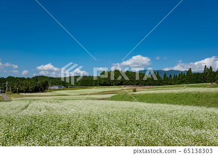 Gifu Prefecture Nakatsugawa City Kabanoko Nature Park Soba Flower Festival 65138303