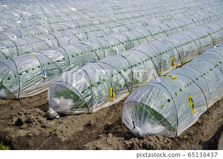 Vegetable field and vinyl tunnel a-1 65138437