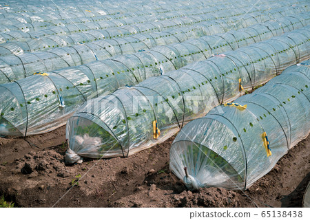 Vegetable field and vinyl tunnel a-2 Green emphasis 65138438