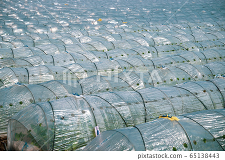 蔬菜田和乙烯基隧道C-2綠色重點 65138443