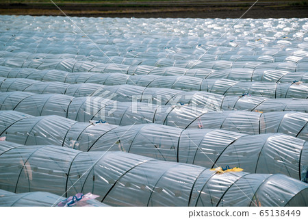 Vegetable field and vinyl tunnel f-2 green emphasis 65138449