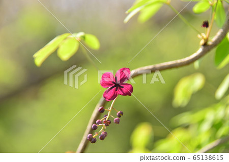 Mitsuba Abe Flower Flower 65138615