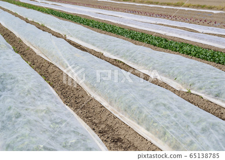 蔬菜田無紡布固體塗層a-1 65138785