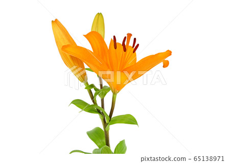 Lily (depth synthesis) Lily (depth synthesis) 65138971