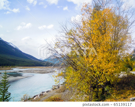 Autumn Canadian Rockies Yellow Yellow Saskatchewan River (Banff National Park, Alberta, Canada) Autumn Canadian Rockies Yellow Yellow Saskatchewan River (Banff National Park, Alberta, Canada) 65139117