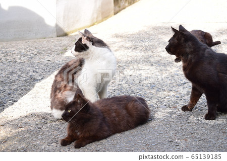 Megijima Cat 65139185