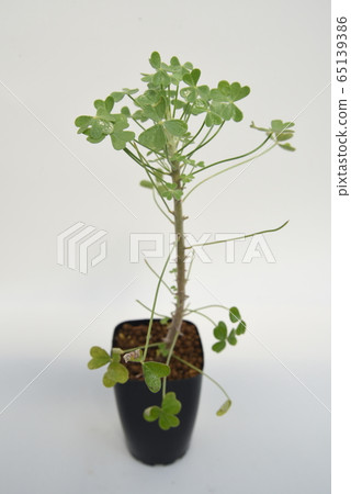 Oxalis gigantea 65139386