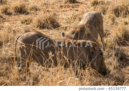 A herd of warthogs encountered in Serengeti, Tanzania A herd of warthogs encountered in Serengeti, Tanzania 65139777