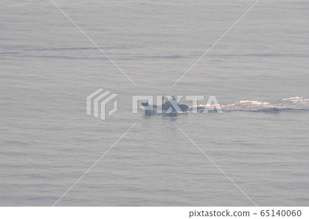 Sea 65140060