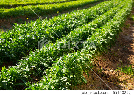 Arugula on plantation Arugula on plantation 65140292