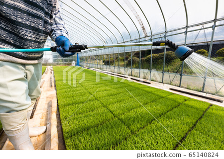 Agriculture Management of rice seedling water at a vinyl nursery house 65140824