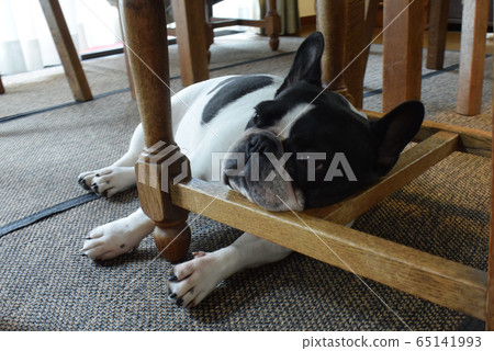 Sleepy french bulldog 65141993