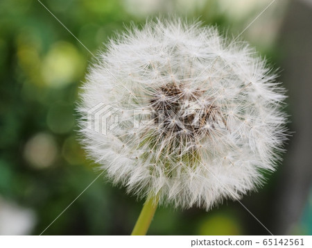 Dandelion's fluff 65142561