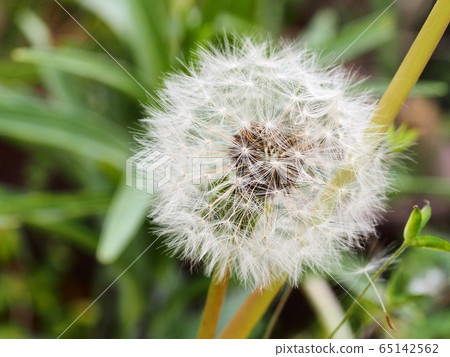 Dandelion's fluff 65142562