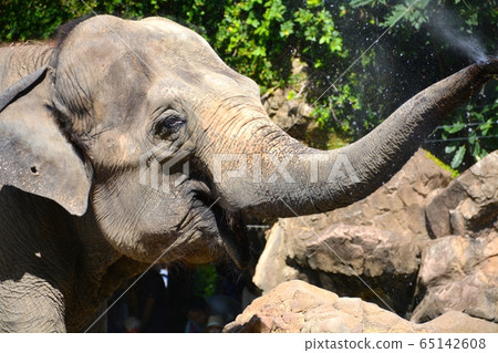 上野動物園雕像 上野動物園雕像 65142608