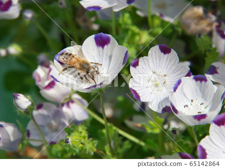 蜜蜂和Nemophila 65142864